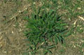 Crabgrass Killer